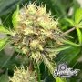 Eleven Thirty Genetics One Eyed Resin Chucker Smoke Buds Weed Ganja Skunk Dope Pot Images Pics Nuggets