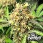 One Eyed Resin Chucker Feminized by Eleven Thirty Genetics THC Content Potency Strength CBD Height Yield Flowering Time Indica S