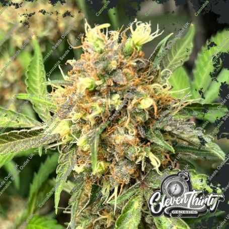 One Eyed Resin Chucker Auto Marijuana Strain by Eleven Thirty Genetics For Sale Online at Cannabis Seeds Outlet