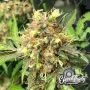 One Eyed Resin Chucker Auto Marijuana Strain by Eleven Thirty Genetics For Sale Online at Cannabis Seeds Outlet
