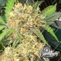 Eleven Thirty Genetics One Eyed Resin Chucker Auto Smoke Buds Weed Ganja Skunk Dope Pot Images Pics Nuggets