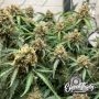 One Eyed Resin Chucker Auto by Eleven Thirty Genetics THC Content Potency Strength CBD Height Yield Flowering Time Indica Sativa