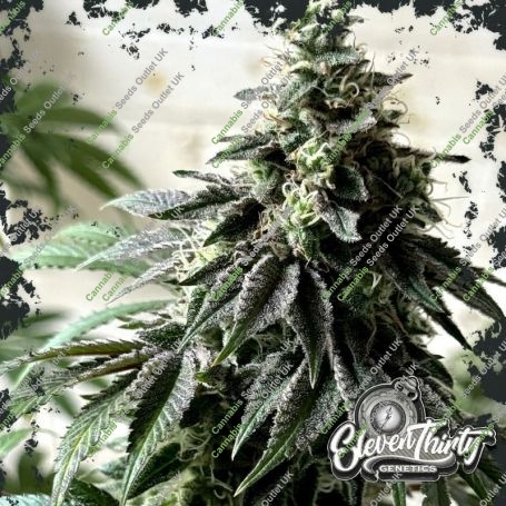 Papaya Krush Feminized Marijuana Strain by Eleven Thirty Genetics For Sale Online at Cannabis Seeds Outlet