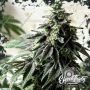 Papaya Krush Feminized Marijuana Strain by Eleven Thirty Genetics For Sale Online at Cannabis Seeds Outlet