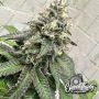Eleven Thirty Genetics Papaya Krush Smoke Buds Weed Ganja Skunk Dope Pot Images Pics Nuggets