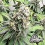 Papaya Krush Feminized by Eleven Thirty Genetics THC Content Potency Strength CBD Height Yield Flowering Time Indica Sativa Gene
