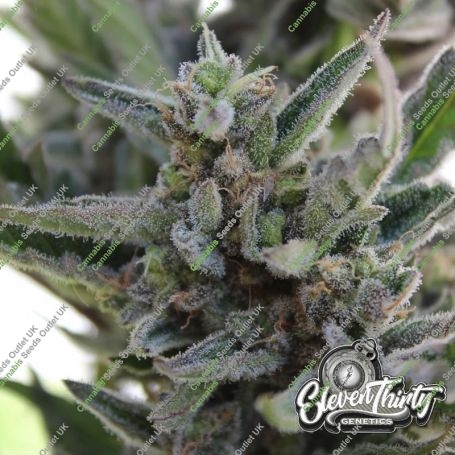 Papaya Krush Auto Feminized Marijuana Strain by Eleven Thirty Genetics For Sale Online at Cannabis Seeds Outlet