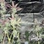 Eleven Thirty Genetics Papaya Krush Auto Smoke Buds Weed Ganja Skunk Dope Pot Images Pics Nuggets