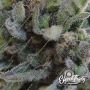 Papaya Krush Auto Feminized by Eleven Thirty Genetics THC Content Potency Strength CBD Height Yield Flowering Time Indica Sativa