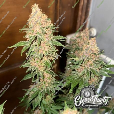 Purple Fun Dip Feminized Marijuana Strain by Eleven Thirty Genetics For Sale Online at Cannabis Seeds Outlet
