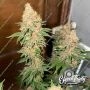 Purple Fun Dip Feminized Marijuana Strain by Eleven Thirty Genetics For Sale Online at Cannabis Seeds Outlet