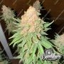 Eleven Thirty Genetics Purple Fun Dip Smoke Buds Weed Ganja Skunk Dope Pot Images Pics Nuggets