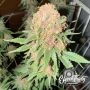 Purple Fun Dip Feminized by Eleven Thirty Genetics THC Content Potency Strength CBD Height Yield Flowering Time Indica Sativa Ge