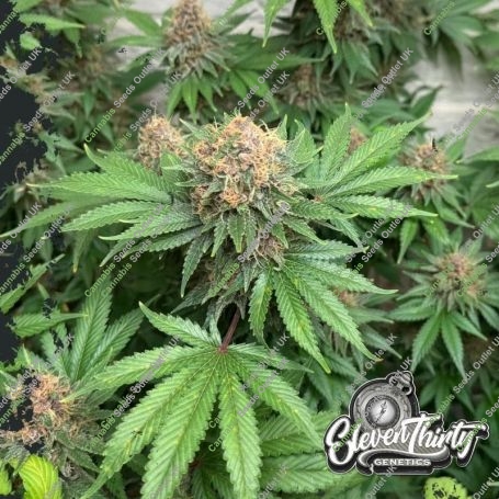 Purple Fun Dip Auto Feminized Marijuana Strain by Eleven Thirty Genetics For Sale Online at Cannabis Seeds Outlet