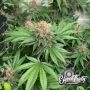 Purple Fun Dip Auto Feminized Marijuana Strain by Eleven Thirty Genetics For Sale Online at Cannabis Seeds Outlet