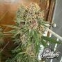 Eleven Thirty Genetics Purple Fun Dip Auto Smoke Buds Weed Ganja Skunk Dope Pot Images Pics Nuggets