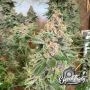 Purple Fun Dip Auto Feminized by Eleven Thirty Genetics THC Content Potency Strength CBD Height Yield Flowering Time Indica Sati