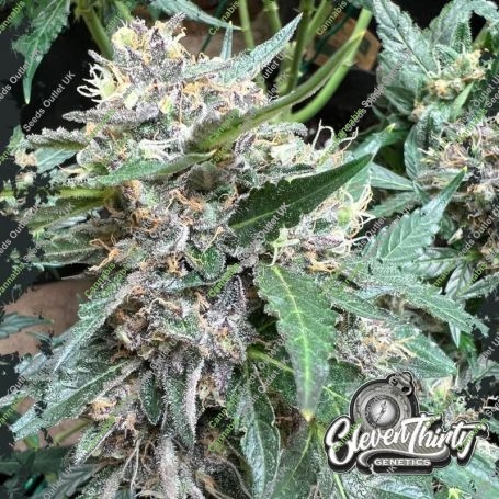 Rainbow Chip Feminized Marijuana Strain by Eleven Thirty Genetics For Sale Online at Cannabis Seeds Outlet