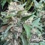 Rainbow Chip Feminized Marijuana Strain by Eleven Thirty Genetics For Sale Online at Cannabis Seeds Outlet