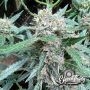 Eleven Thirty Genetics Rainbow Chip Smoke Buds Weed Ganja Skunk Dope Pot Images Pics Nuggets