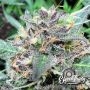 Rainbow Chip Feminized by Eleven Thirty Genetics THC Content Potency Strength CBD Height Yield Flowering Time Indica Sativa Gene