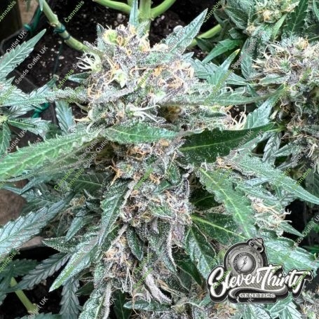 Rainbow Chip Auto Feminized Marijuana Strain by Eleven Thirty Genetics For Sale Online at Cannabis Seeds Outlet