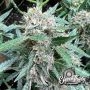 Rainbow Chip Auto Feminized Marijuana Strain by Eleven Thirty Genetics For Sale Online at Cannabis Seeds Outlet