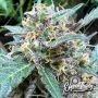 Eleven Thirty Genetics Rainbow Chip Auto Smoke Buds Weed Ganja Skunk Dope Pot Images Pics Nuggets
