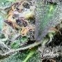 Rainbow Chip Auto Feminized by Eleven Thirty Genetics THC Content Potency Strength CBD Height Yield Flowering Time Indica Sativa