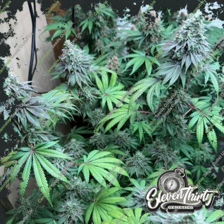Swamp Fumez Feminized Marijuana Strain by Eleven Thirty Genetics For Sale Online at Cannabis Seeds Outlet