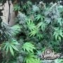 Swamp Fumez Feminized Marijuana Strain by Eleven Thirty Genetics For Sale Online at Cannabis Seeds Outlet