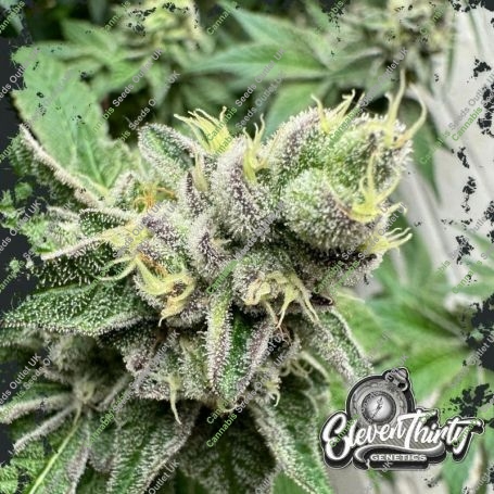 Swamp Fumez Auto Feminized Marijuana Strain by Eleven Thirty Genetics For Sale Online at Cannabis Seeds Outlet