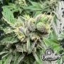 Swamp Fumez Auto Feminized Marijuana Strain by Eleven Thirty Genetics For Sale Online at Cannabis Seeds Outlet