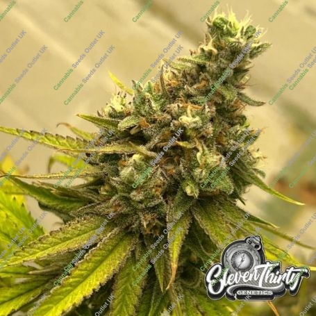 Toad Venom Feminized Marijuana Strain by Eleven Thirty Genetics For Sale Online at Cannabis Seeds Outlet
