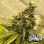 Toad Venom Feminized Marijuana Strain by Eleven Thirty Genetics For Sale Online at Cannabis Seeds Outlet