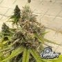 Toad Venom Feminized by Eleven Thirty Genetics THC Content Potency Strength CBD Height Yield Flowering Time Indica Sativa Geneti