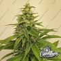 Toad Venom Auto Feminized Marijuana Strain by Eleven Thirty Genetics For Sale Online at Cannabis Seeds Outlet