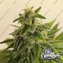 Eleven Thirty Genetics Toad Venom Auto Smoke Buds Weed Ganja Skunk Dope Pot Images Pics Nuggets