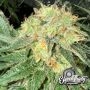 Toad Venom Auto Feminized by Eleven Thirty Genetics THC Content Potency Strength CBD Height Yield Flowering Time Indica Sativa G