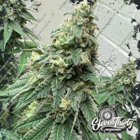 War Headz Feminized Marijuana Strain by Eleven Thirty Genetics For Sale Online at Cannabis Seeds Outlet