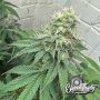 Eleven Thirty Genetics War Headz Smoke Buds Weed Ganja Skunk Dope Pot Images Pics Nuggets