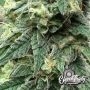 War Headz Feminized by Eleven Thirty Genetics THC Content Potency Strength CBD Height Yield Flowering Time Indica Sativa Genetic
