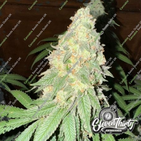 War Headz Auto Feminized Marijuana Strain by Eleven Thirty Genetics For Sale Online at Cannabis Seeds Outlet