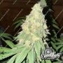 War Headz Auto Feminized Marijuana Strain by Eleven Thirty Genetics For Sale Online at Cannabis Seeds Outlet