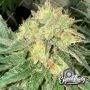Eleven Thirty Genetics War Headz Auto Smoke Buds Weed Ganja Skunk Dope Pot Images Pics Nuggets