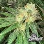 War Headz Auto Feminized by Eleven Thirty Genetics THC Content Potency Strength CBD Height Yield Flowering Time Indica Sativa Ge