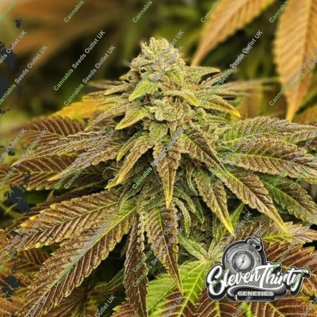 Zerbert Feminized Marijuana Strain by Eleven Thirty Genetics For Sale Online at Cannabis Seeds Outlet