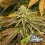 Zerbert Feminized Marijuana Strain by Eleven Thirty Genetics For Sale Online at Cannabis Seeds Outlet