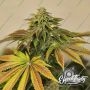 Eleven Thirty Genetics Zerbert Smoke Buds Weed Ganja Skunk Dope Pot Images Pics Nuggets