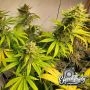Zerbert Feminized by Eleven Thirty Genetics THC Content Potency Strength CBD Height Yield Flowering Time Indica Sativa Genetics